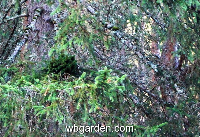 wbgarden alps 34.JPG